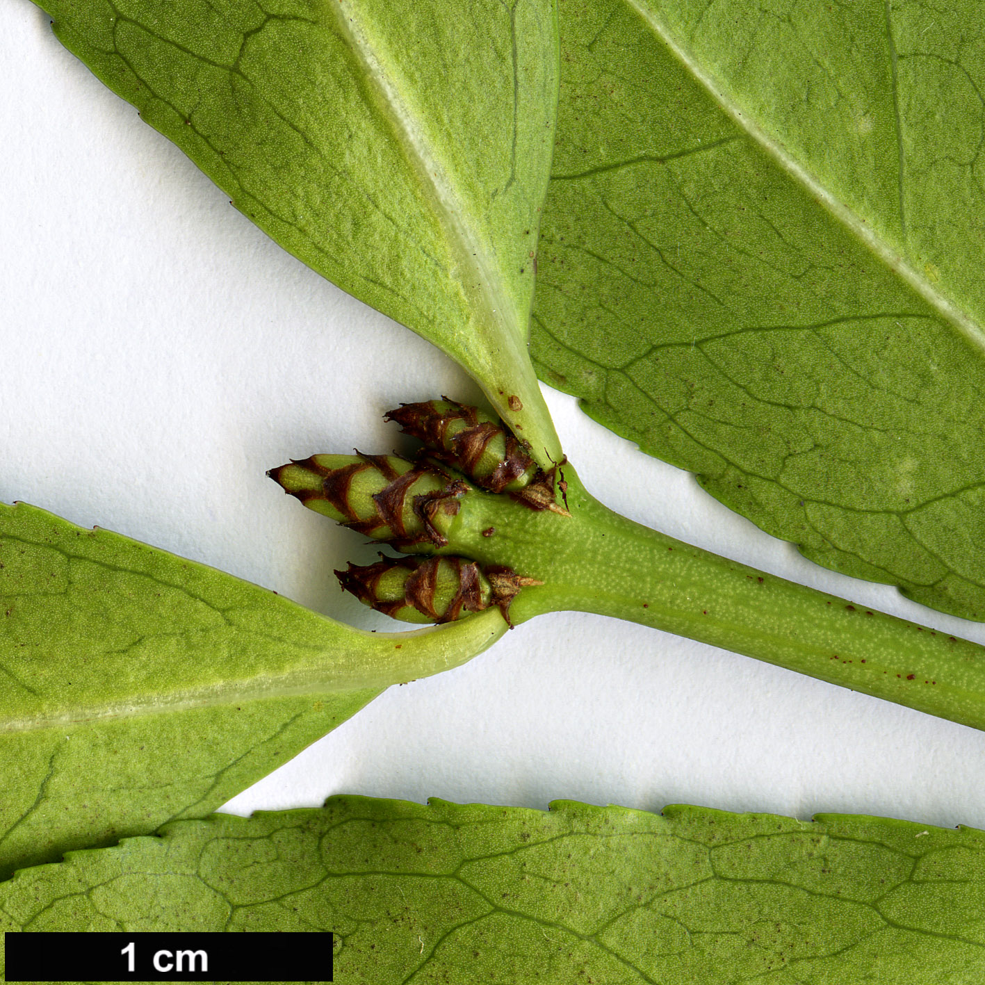 High resolution image: Family: Celastraceae - Genus: Euonymus - Taxon: alatus - SpeciesSub: var. aptera